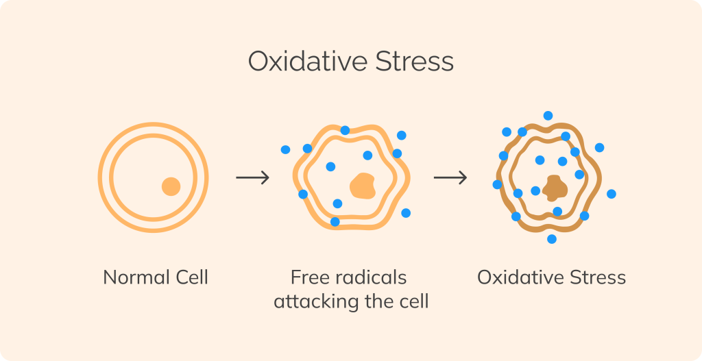 Oxidative stress explained ISDIN